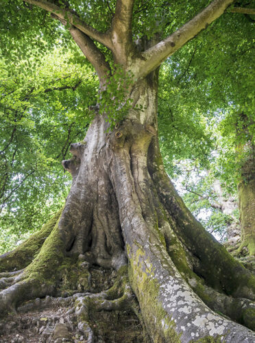 Endodontologie | Zahnärzte im Dörfli